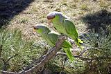 Parrot Creel SH 006